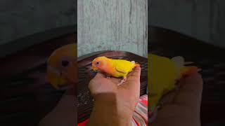 How to TRAIN Your Baby LoveBird parrot  Step by step #lovbird #africanlovebird #shorts #short