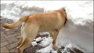Ne peut pas arrêter de rire à Funny chiens neige échoue Compilation