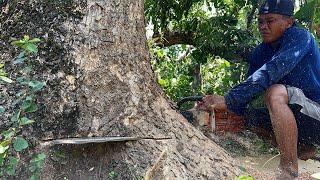 Messy‼️ cut down old tree behind the house.