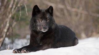 Восхождение чёрного волка National Geographic HD 2017
