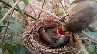 The little birds in the nest get very special food  Review Bird Nest 