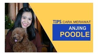 TIPS MERAWAT DAN MEMELIHARA ANJING POODLE