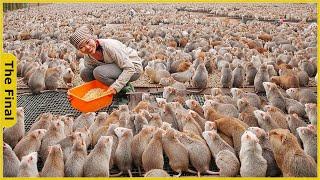 How the Chinese Raise and Consume Billions of Rats Every Year  Farming Documentary