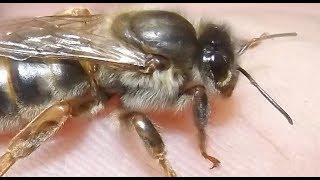 сентябрь на пасеке и возможные ошибки пчеловода при работе с пчелами