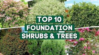 10 Shrubs & Trees You Can Plant Close to The House    Foundation Plants 