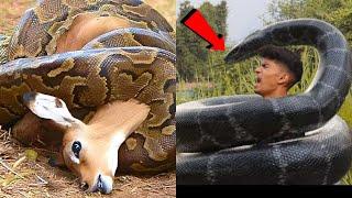 10 Most Dangerous Snakes in the World - Most Venomous Snakes Ever