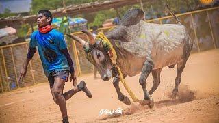 ANஸ்போர்ட்ஸ் கிளப் காளை VS பையூர் NNKநவனி நண்பர்கள் குழு. காளையார்கோவில் வடமாடு மஞ்சுவிரட்டு 2024