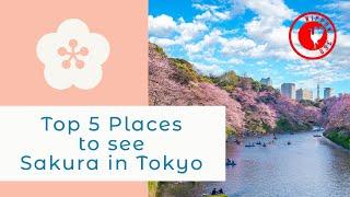 Top 5 Places to see Sakura Cherry Blossom in Tokyo