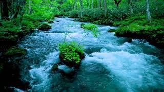 Forest River flowing in Early Morning 4k. Relaxing River Sounds White Noise for Sleep Meditation.