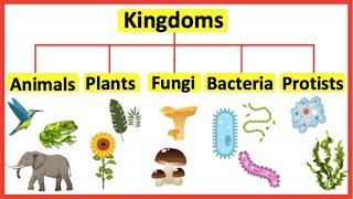 5 Kingdoms  Animals plants fungi bacteria & protists