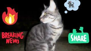 Spy Dem Nature Video Cat CP513