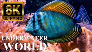 Underwater World 8K ULTRA HD – Marine Life Sea Animals and Coral Reef