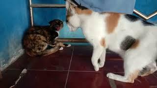 Kucing betina berantem rebutan wilayah