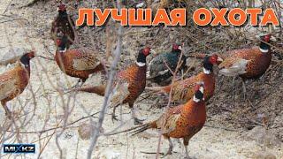 Дуплеты из фазанов Фазаны один за одним взлетали и ... коллективная охота на фазана зимняя охота