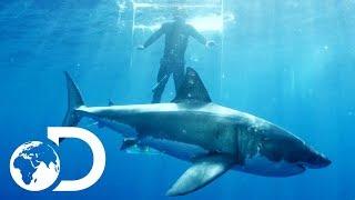 Gigantic Sharks Break Into Ghost Cage  Island of The Mega Shark