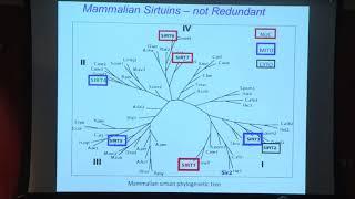 2016 Roy Walford lecture  NAD Sirtuins and Aging