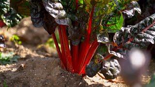 “Everything in a Salad” Farm - Americas Heartland