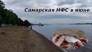 Рыбалка в Самаре. НФС. Бель на фидер в июне