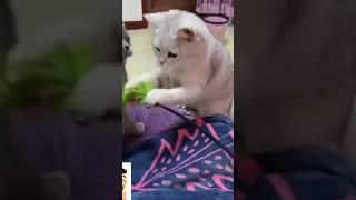 #funnycatvideo #cat #loveanimal #catsounds #2022 ️️️