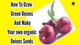 How To Grow Onions From Onions  Grow Onion For Onions Seeds  Piyaz Ka poudha kisy Lagaen