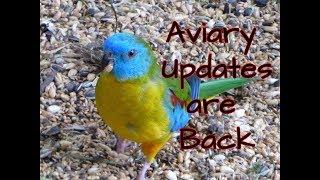 Back home to the Aviary  Pheasantasiam Update Week 32 2018