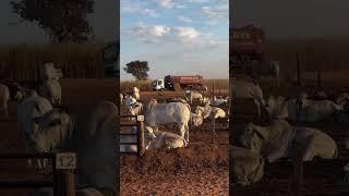 Asi es un #feedlot en #brasil #ganadería #castle