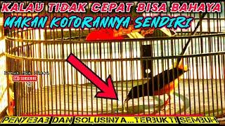 BUKAN KURANG NUTRISIPenyebab dan solusi murai batu memakan kotorannya sendiri terbukti sembuh total