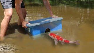 Fish Trap Catches Colorful Fish.