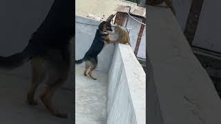 Dog vs monkey 