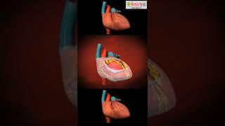 Structure and functioning of Human Heart  #Shorts  #YouTubeShorts  #WorldHeartDay  iKen