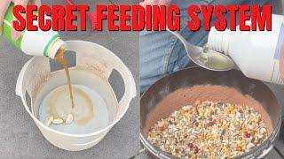 My Feeding System For Breeding Racing Pigeons TIPS & TRICKS