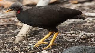 The Micronesian Megapode Natures Master of Compost Incubation