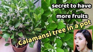 How to grow calamansi tree in a pot lots of fruits even if its just a small tree.