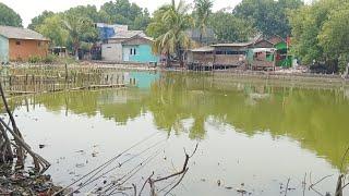 Ga saya sangka .. spot mancing ikan nila terbengkalai ikan nya banyak juga ..