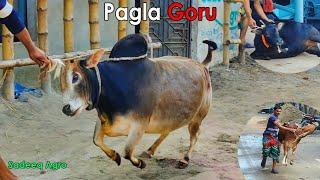 Vutti Pagla Goru 2022  Sadeeq Agro Pagla Gorur Paglami  Biggest Cow In Bangladesh  Small Cow 2022