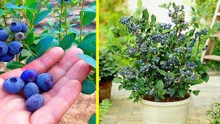 cara menanam blueberry di dalam pot  How to Plant Blueberry in Container