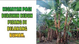 KEGIATAN PAGI BERSIHIN KEBUN PISANG DI BELAKANG RUMAH.  MAMAH MUDA