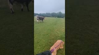 Walking past the Cows and Bulls on this morning dog walk.