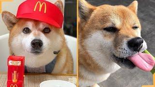 Shiba Inu Funny Videos Compilation 2020  Try Not To Laugh