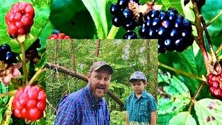 Black raspberries blackberries & Dewberries What’s the difference?