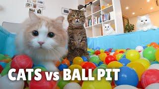 Cats vs Ball Pit  Kittisaurus