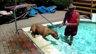 Pit Bull Wont Swim in Pool - DOG INTERVENTION Dog Whispering BIG CHUCK MCBRIDE