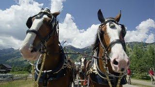 The Clydesdales Come Marching In