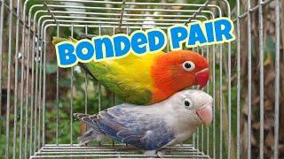 Bonded Pair Euwing Opaline