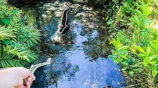 How to Catch Eels in New Zealand - Kiwi style