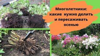 Какие цветущие многолетники нужно делить и пересаживать осенью