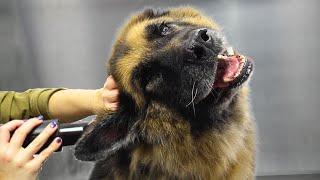 A love story between a German Shepherd and a blow dryer