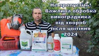 Важлива обробка виноградника від хвороб після цвітіння 2024