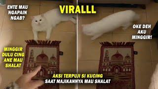 Lucu & Menggemaskan Si Kucing Langsung Minggir Saat Majikan Mau Shalat Video Kucing Lucu Terbaru