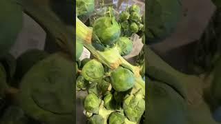Brussel sprouts on the root